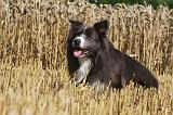 BORDER COLLIE 1083